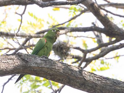 Hispaniolan Parakeet / Hispaniola-aratinga / Psittacara chloropterus