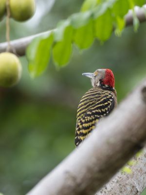 Hispaniolan Woodpecker / Hispaniolaspecht / Melanerpes striatus