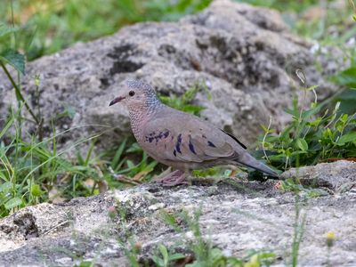 Common Ground Dove / Musduif / Columbina passerina