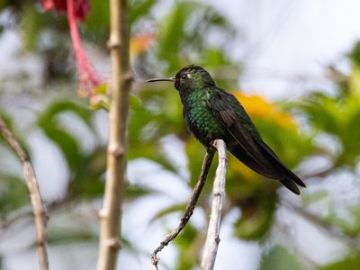 Hispaniolan Emerald / Swainsons Smaragdkolibrie / Riccordia swainsonii