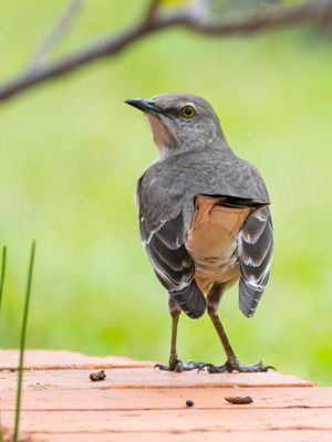 Northern Mockingbird / Noord-Amerikaanse Spotlijster / Mimus polyglottos