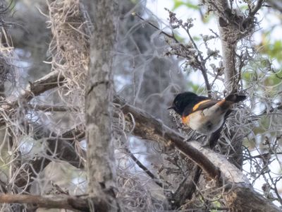 American Redstart / Roodstaartzanger / Setophaga ruticilla