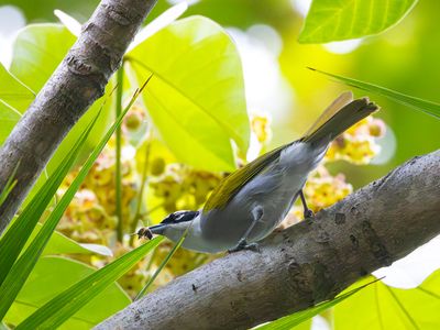 Black-crowned Palm-Tanager / Zwartkruinpalmtangare / Phaenicophilus palmarum