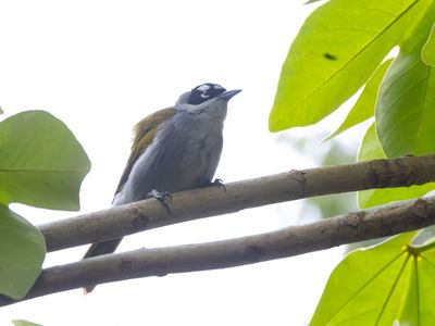 Black-crowned Palm-Tanager / Zwartkruinpalmtangare / Phaenicophilus palmarum