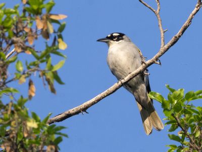Black-crowned Palm-Tanager / Zwartkruinpalmtangare / Phaenicophilus palmarum