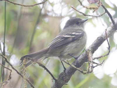 Hispaniolan Elaenia / Hispaniola Elenia / Elaenia cherriei