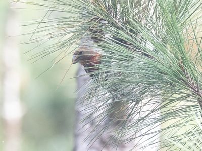 Hispaniolan Crossbill / Hispaniolakruisbek / Loxia megaplaga