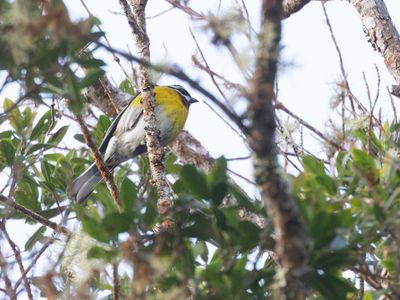 Hispaniolan Spindalis / Hispaniolaspindalis / Spindalis dominicensis