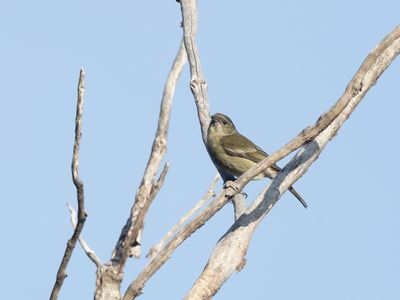 Hispaniolan Spindalis / Hispaniolaspindalis / Spindalis dominicensis