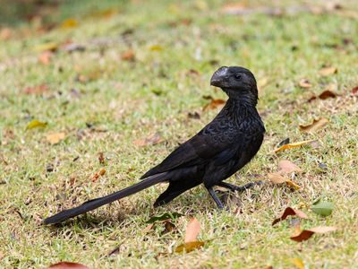 Smooth-billed Ani / Kleine ani / Crotophaga ani