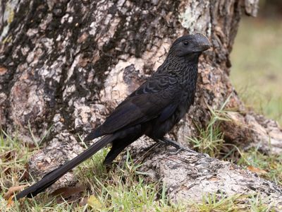 Smooth-billed Ani / Kleine ani / Crotophaga ani