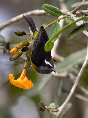 Bananaquit / Suikerdiefje / Coereba flaveola