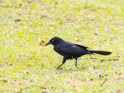 Greater Antillean Grackle / Antilliaanse troepiaal / Quiscalus niger