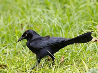 Greater Antillean Grackle / Antilliaanse Troepiaal / Quiscalus niger