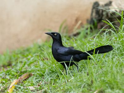Greater Antillean Grackle / Antilliaanse troepiaal / Quiscalus niger