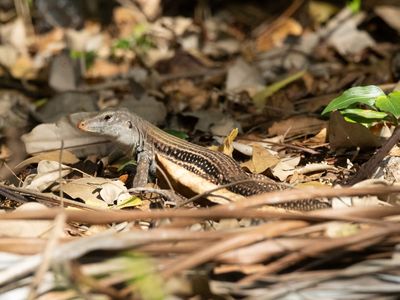 Hispaniolan Giant Groundlizard / Pholidoscelis chrysolaemus