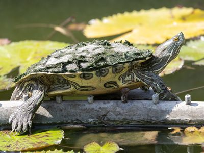 Puerto Rican Slider / Trachemys stejnegeri