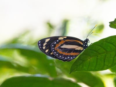 Tropical Milkweed Butterfly / Lycorea halia