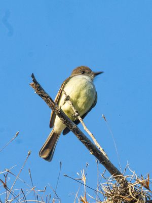 Stolid Flycacther / Dikkoptiran / Myiarchus stolidus
