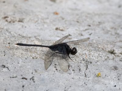 Pin-tailed Pondhawk / Erythemis plebeja