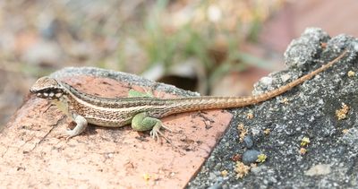 Santo Domingo Curlytail Lizard / Leiocephalus lunatus