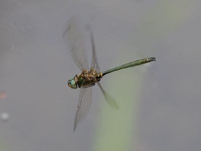 Bulgaarse glanslibel / Bulgarian Emerald / Somatochlora borisi