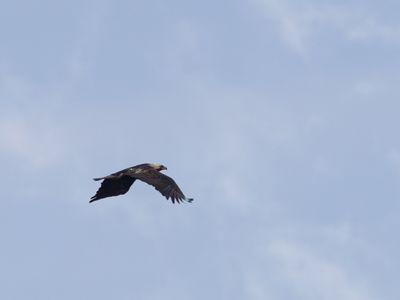 Keizerarend / Eastern Imperial Eagle / Aquila heliaca