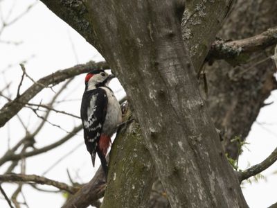 Syrische bonte specht / Syrian Woodpecker / Dendrocopos syriacus