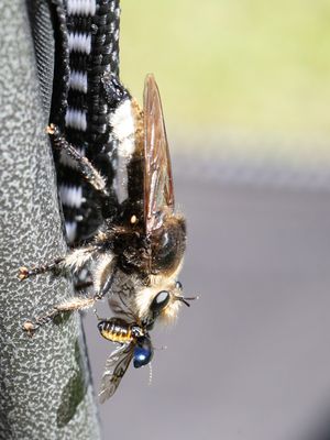 Bonte hommelroofvlieg / Laphria gibbosa