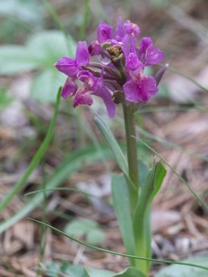 Dactylorhiza sambucina / Vlierorchis / Elder-flowered Orchid
