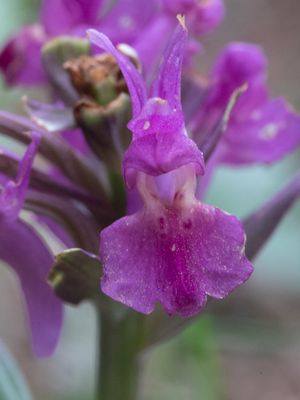 Dactylorhiza sambucina / Vlierorchis / Elder-flowered Orchid