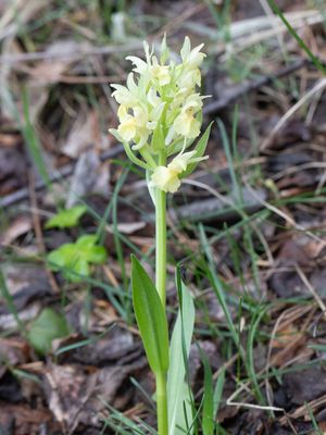 Dactylorhiza sambucina / Vlierorchis / Elder-flowered Orchid