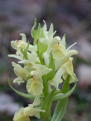 Dactylorhiza sambucina / Vlierorchis / Elder-flowered Orchid