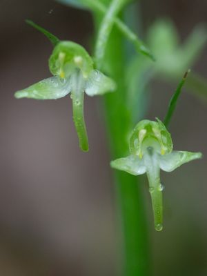 Platanthera chlorantha / Bergnachtorchis / Greater Butterfly-orchid