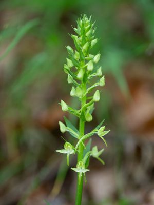 Platanthera chlorantha / Bergnachtorchis