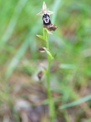 Ophrys reinholdii / Befophrys
