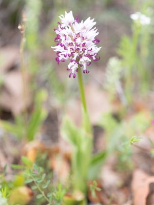 Orchis simia / Aapjesorchis / Monkey Orchid