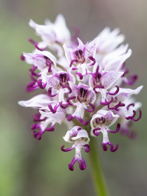 Orchis simia / Aapjesorchis / Monkey Orchid