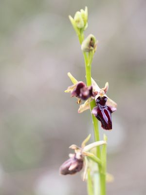 Ophrys sphegodes subsp. taurica / Vrouwtjesorchis / Early Spider-orchid 