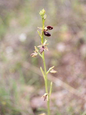 Ophrys sphegodes subsp. taurica / Vrouwtjesorchis / Early Spider-orchid 
