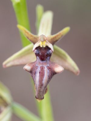 Ophrys sphegodes subsp. taurica / Vrouwtjesorchis