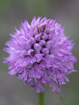 Neotinea tridentata / Drietandige orchis / Three-toothed Orchid