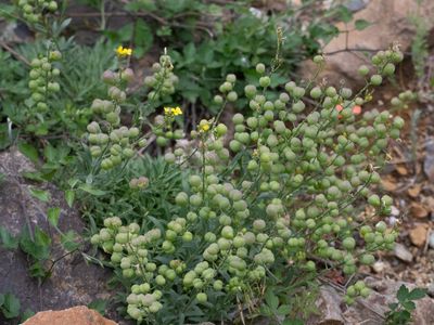 Alyssoides utriculata