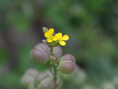 Alyssoides utriculata