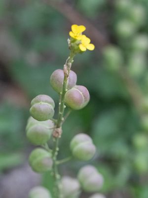 Alyssoides utriculata