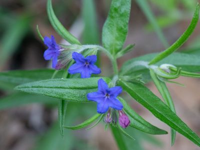 Lithospermum purpurocaeruleum 