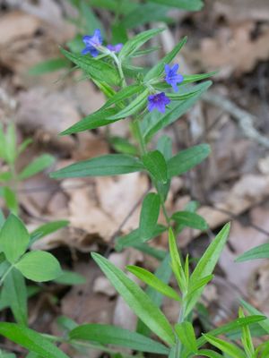 Blauw parelzaad / Lithospermum purpurocaeruleum