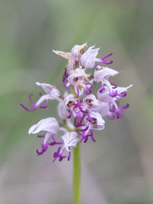 Orchis simia / Aapjesorchis