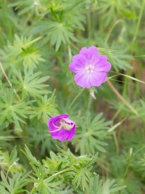 Bloedooievaarsbek / Bloody Crane's-bill / Geranium sanguineum