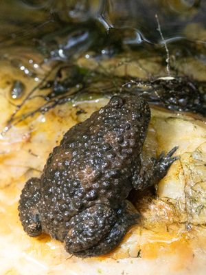 Yellow-bellied Toad / Geelbuikvuurpad / Bombina variegata
